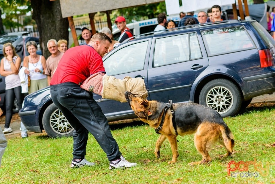 Expoziţie de frumuesţe canină, Oradea