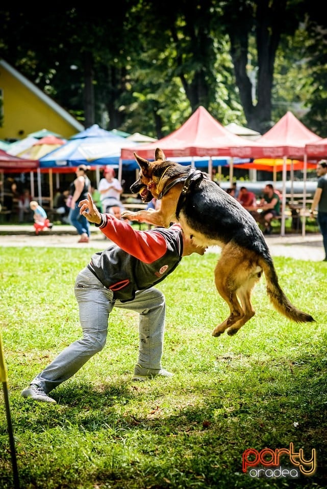 Expoziţie de frumuesţe canină, Oradea