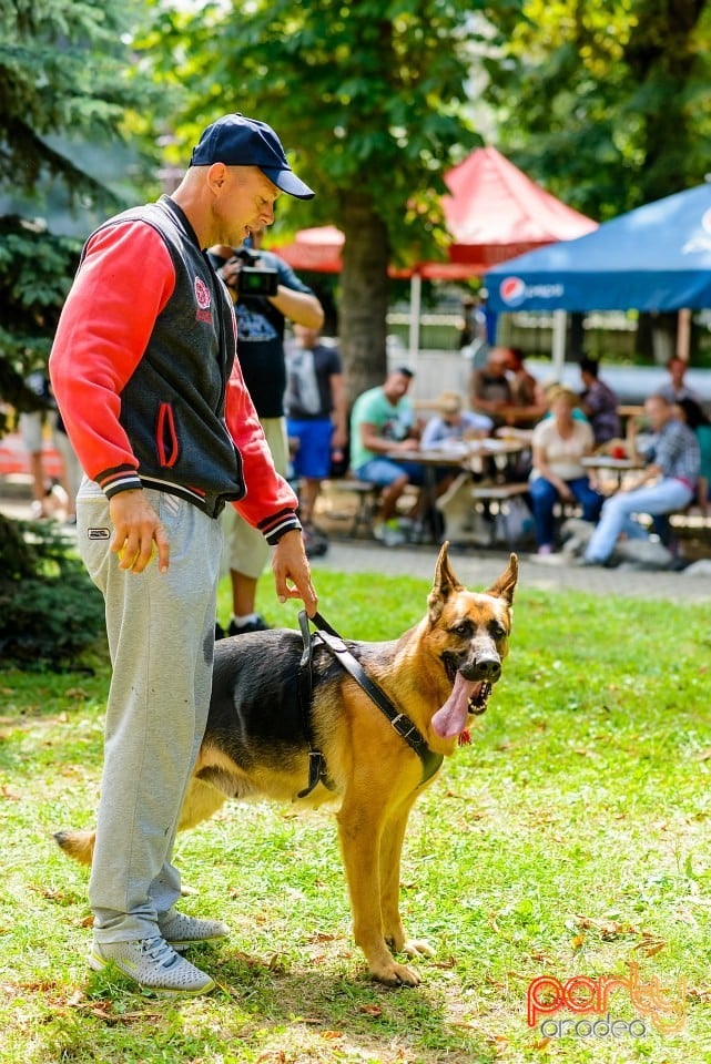 Expoziţie de frumuesţe canină, Oradea