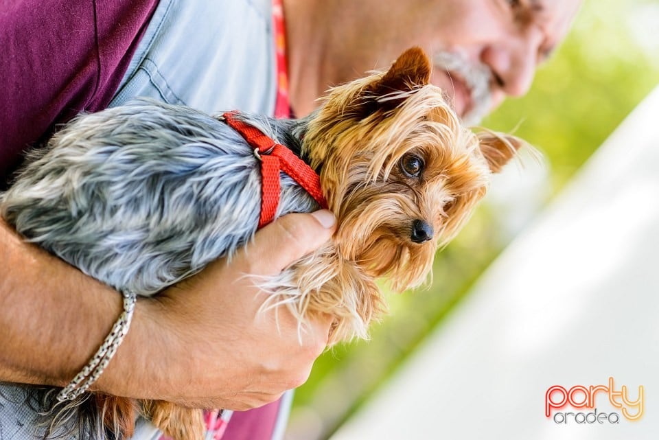 Expoziţie de frumuesţe canină, Oradea