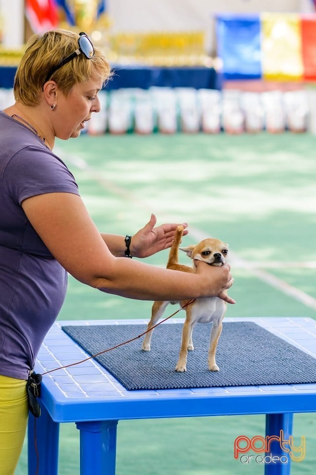 Expoziţie de frumuesţe canină, Oradea