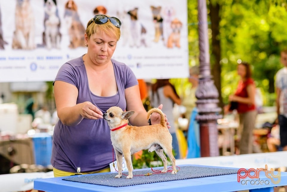 Expoziţie de frumuesţe canină, Oradea