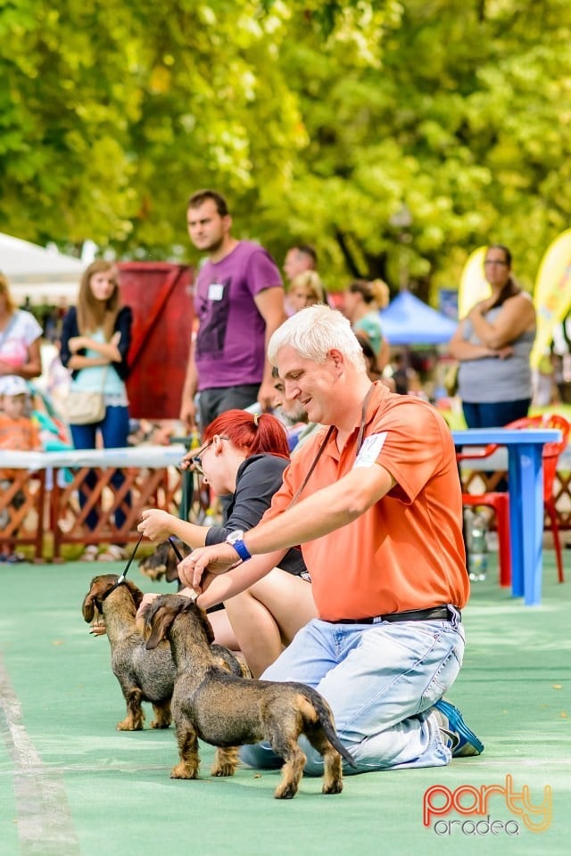 Expoziţie de frumuesţe canină, Oradea