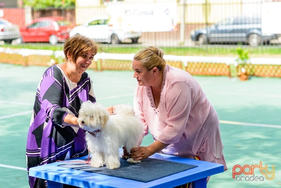 Expoziţie de frumuesţe canină, Oradea