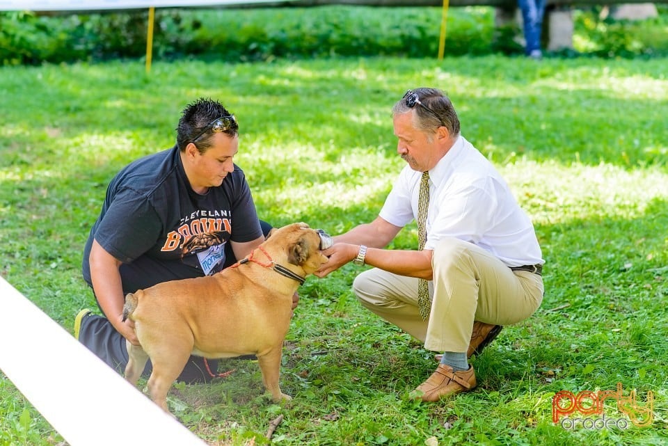 Expoziţie de frumuesţe canină, Oradea