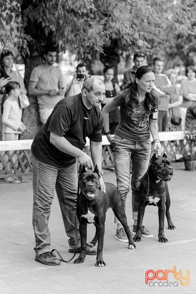 Expoziţie de frumuesţe canină, Oradea