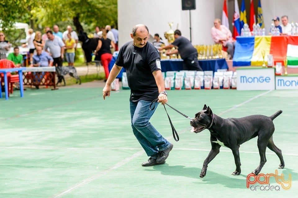 Expoziţie de frumuesţe canină, Oradea