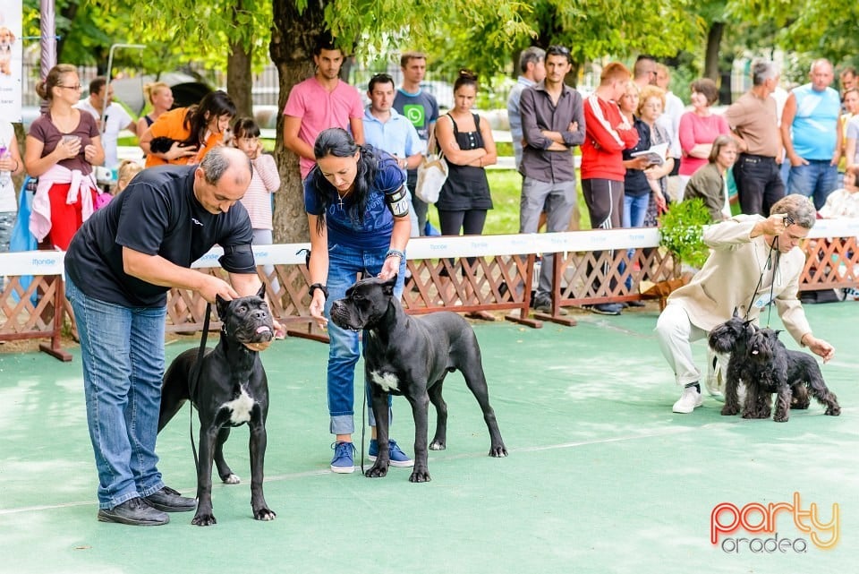 Expoziţie de frumuesţe canină, Oradea