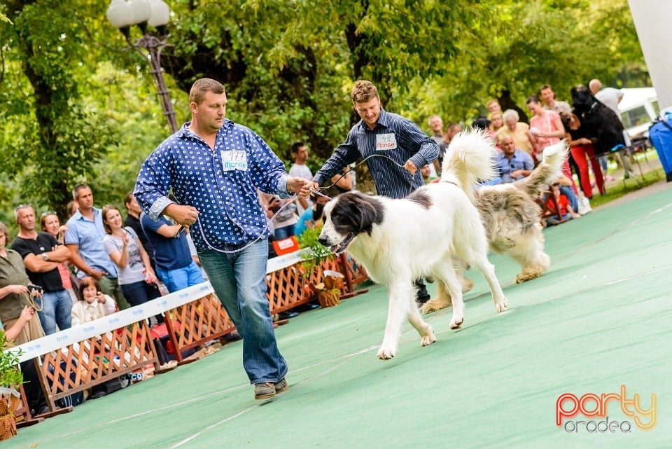 Expoziţie de frumuesţe canină, Oradea