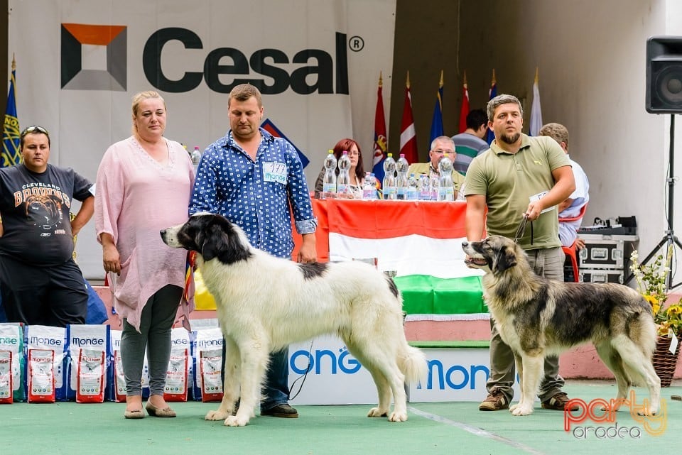 Expoziţie de frumuesţe canină, Oradea