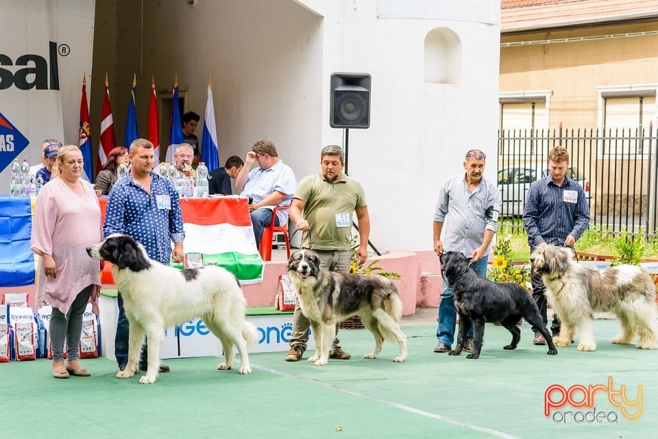 Expoziţie de frumuesţe canină, Oradea