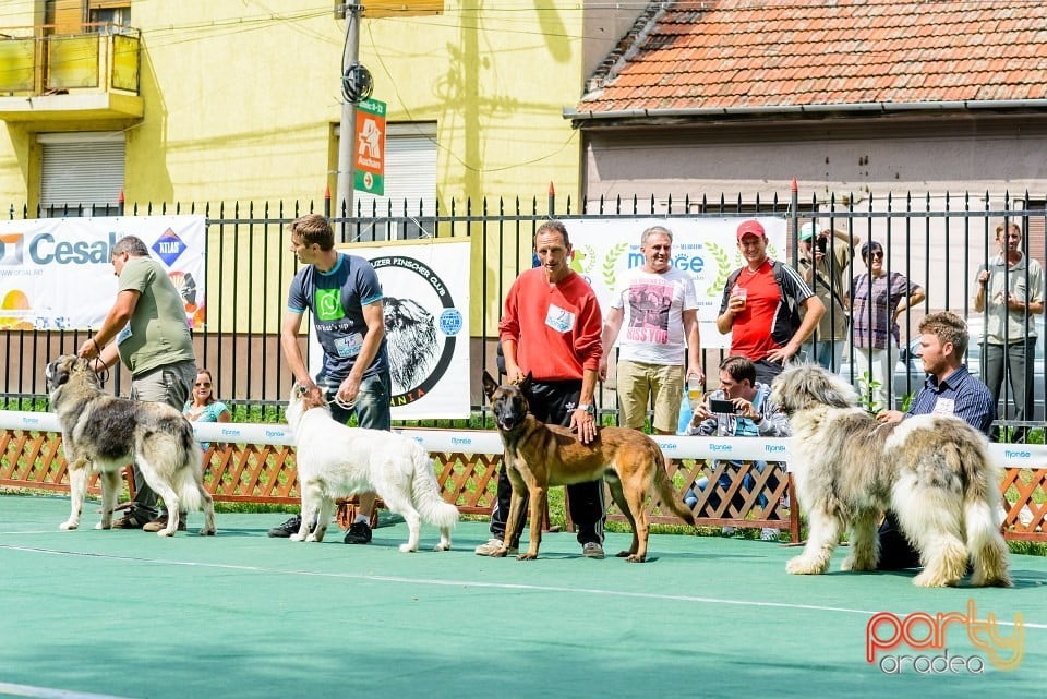 Expoziţie de frumuesţe canină, Oradea