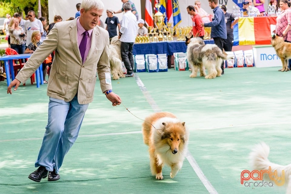 Expoziţie de frumuesţe canină, Oradea