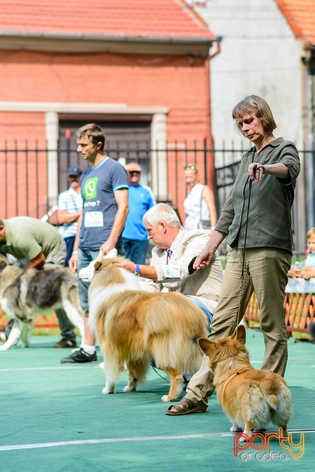 Expoziţie de frumuesţe canină, Oradea