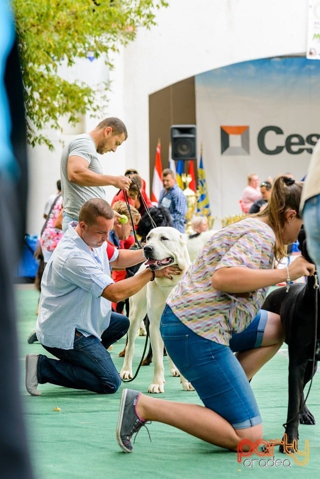 Expoziţie de frumuesţe canină, Oradea