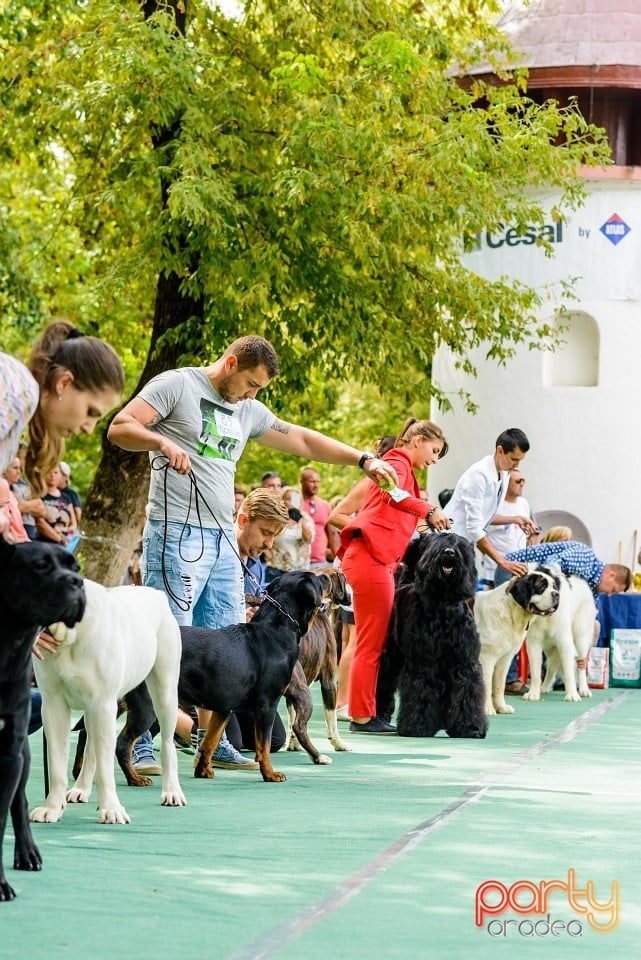 Expoziţie de frumuesţe canină, Oradea