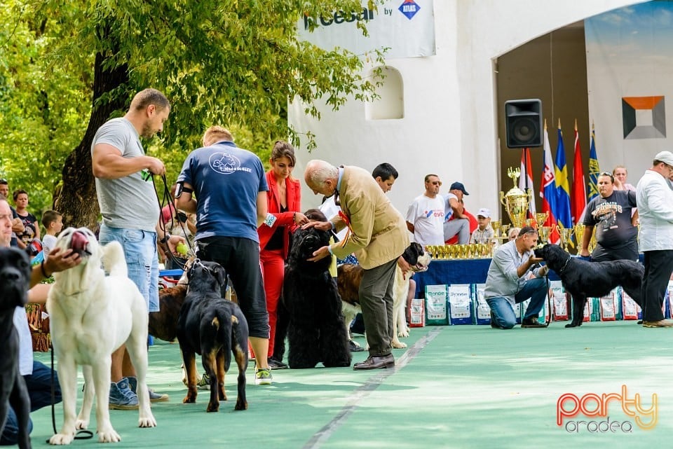 Expoziţie de frumuesţe canină, Oradea