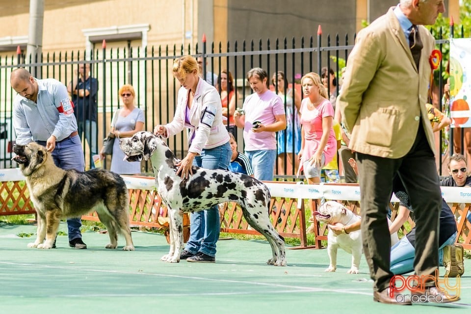 Expoziţie de frumuesţe canină, Oradea