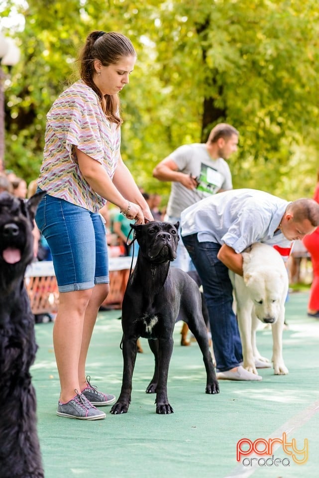 Expoziţie de frumuesţe canină, Oradea