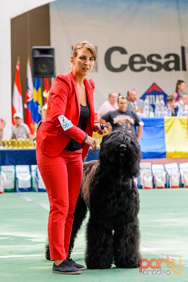 Expoziţie de frumuesţe canină, Oradea