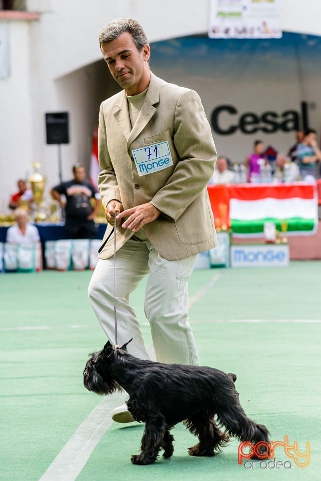 Expoziţie de frumuesţe canină, Oradea