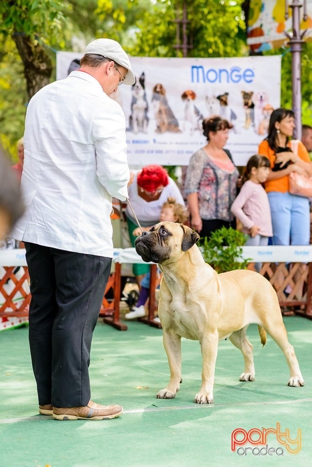 Expoziţie de frumuesţe canină, Oradea