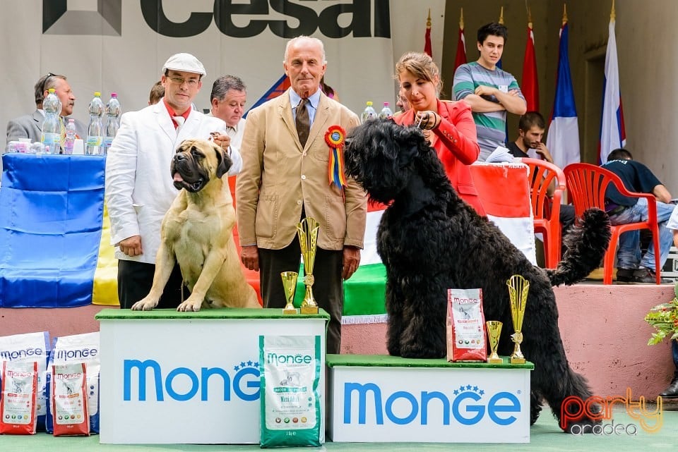 Expoziţie de frumuesţe canină, Oradea