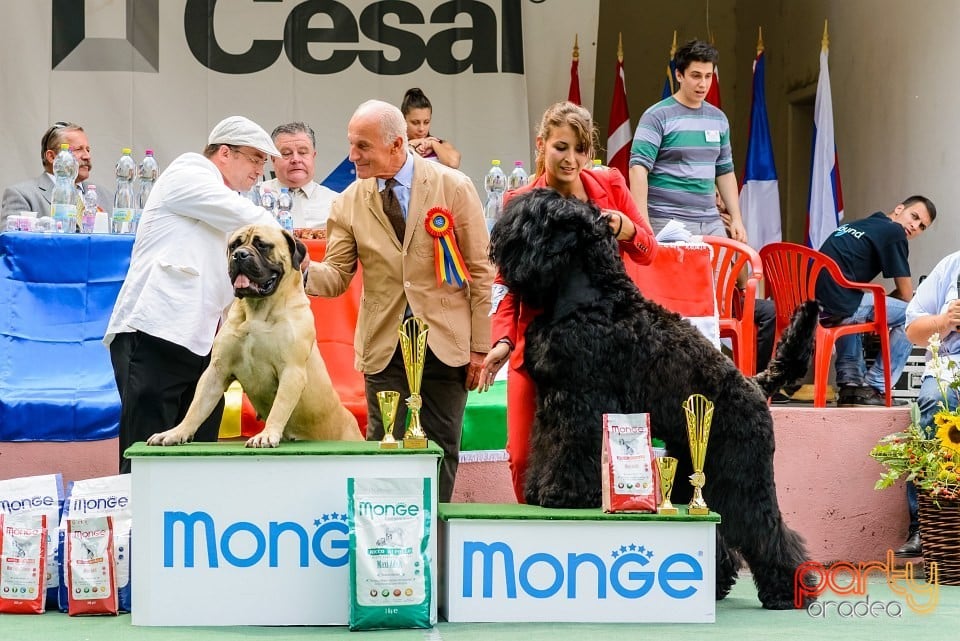 Expoziţie de frumuesţe canină, Oradea