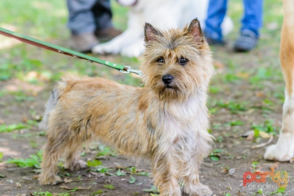 Expoziţie de frumuesţe canină, Oradea