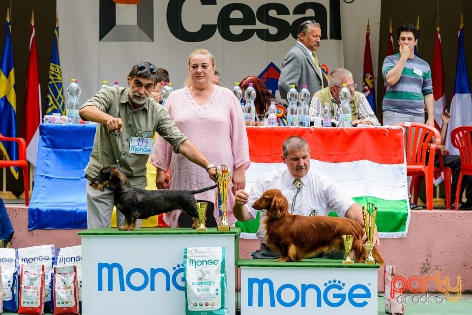 Expoziţie de frumuesţe canină, Oradea