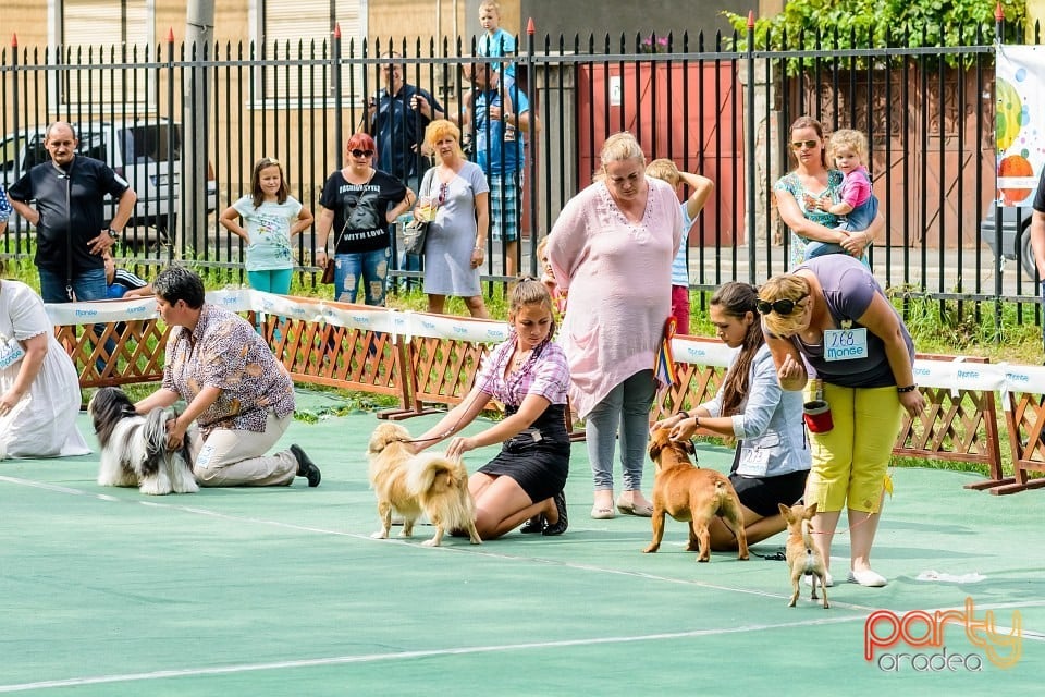 Expoziţie de frumuesţe canină, Oradea