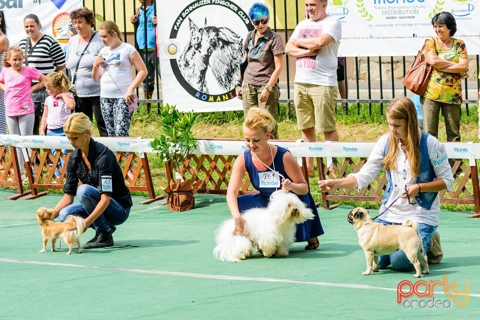 Expoziţie de frumuesţe canină, Oradea