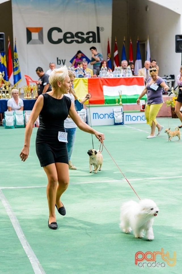 Expoziţie de frumuesţe canină, Oradea