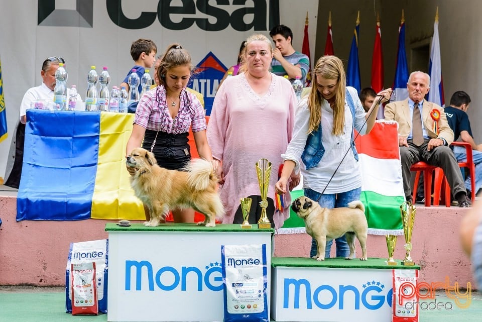 Expoziţie de frumuesţe canină, Oradea