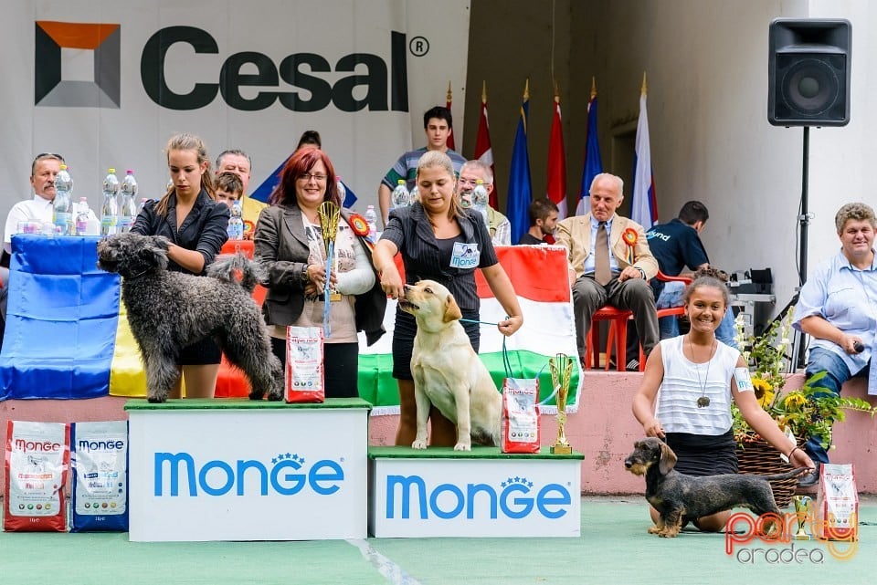 Expoziţie de frumuesţe canină, Oradea