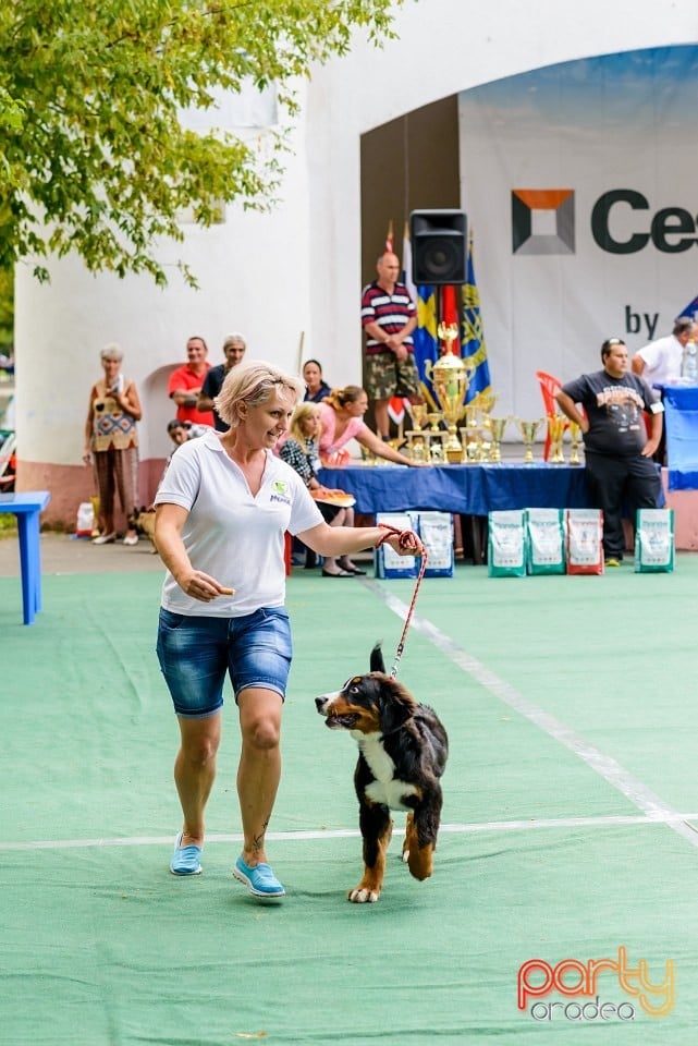 Expoziţie de frumuesţe canină, Oradea