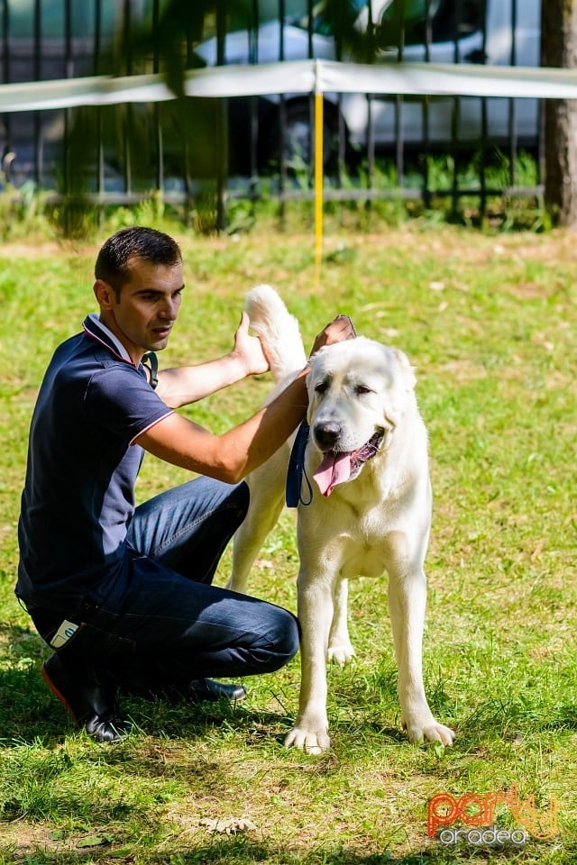 Expoziţie de frumuesţe canină, Oradea