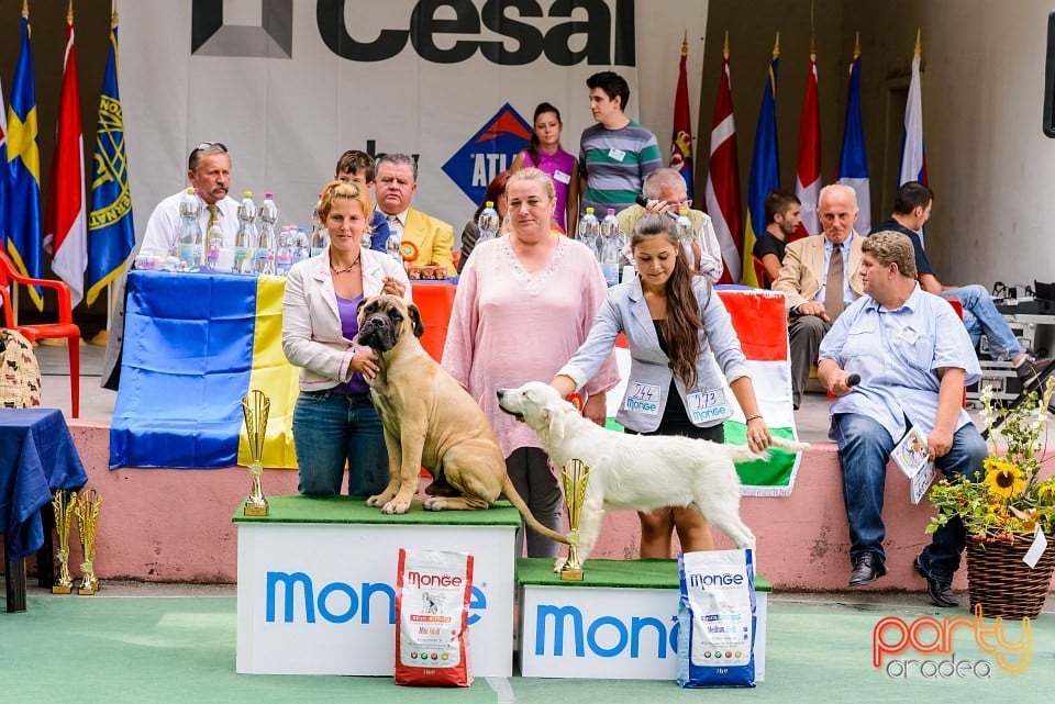 Expoziţie de frumuesţe canină, Oradea