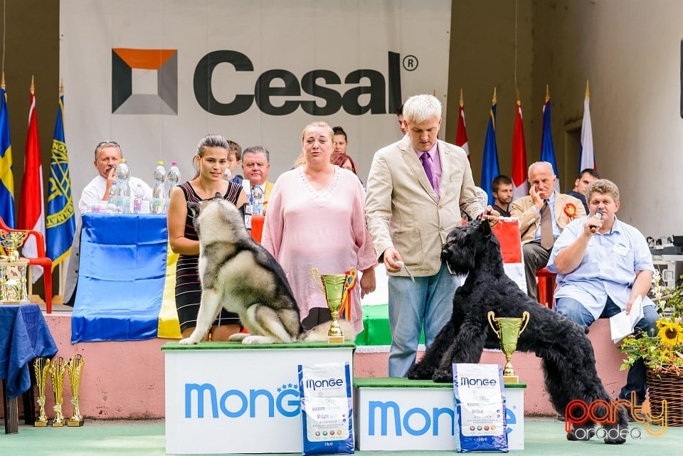 Expoziţie de frumuesţe canină, Oradea