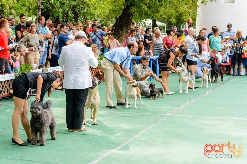 Expoziţie de frumuesţe canină, Oradea