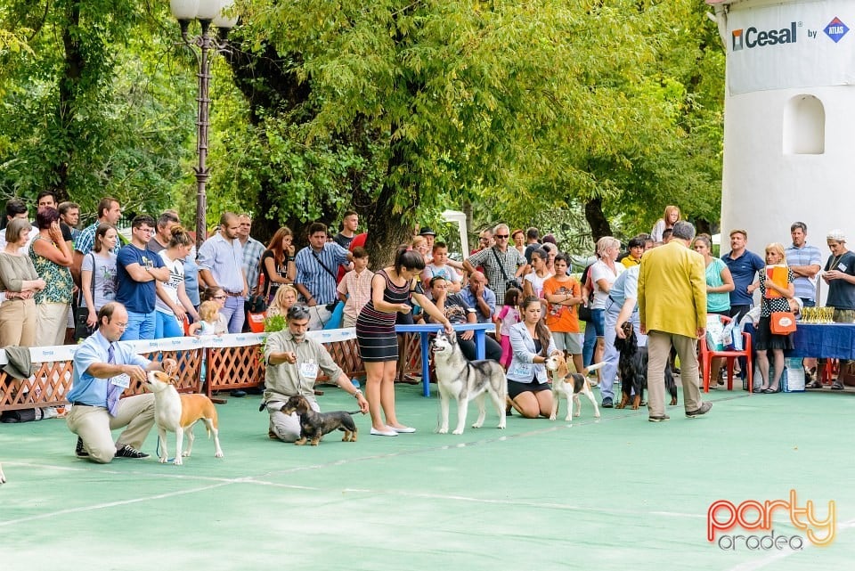 Expoziţie de frumuesţe canină, Oradea