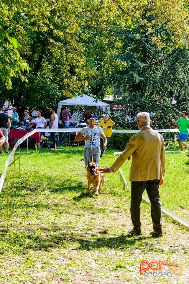 Expoziţie de frumuesţe canină, Oradea