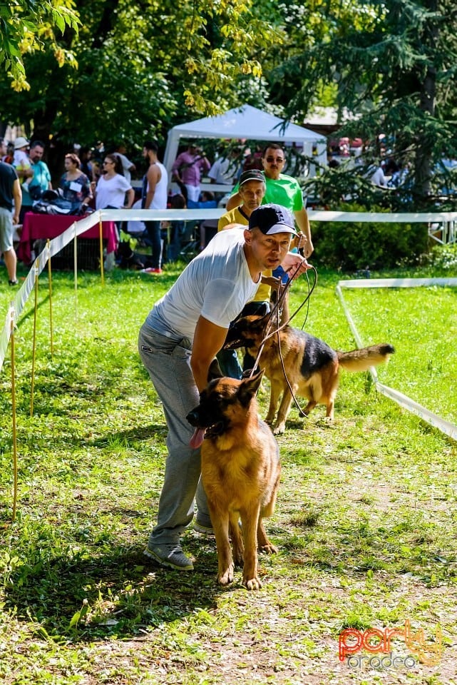 Expoziţie de frumuesţe canină, Oradea