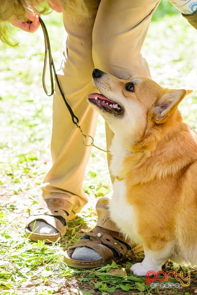 Expoziţie de frumuesţe canină, Oradea