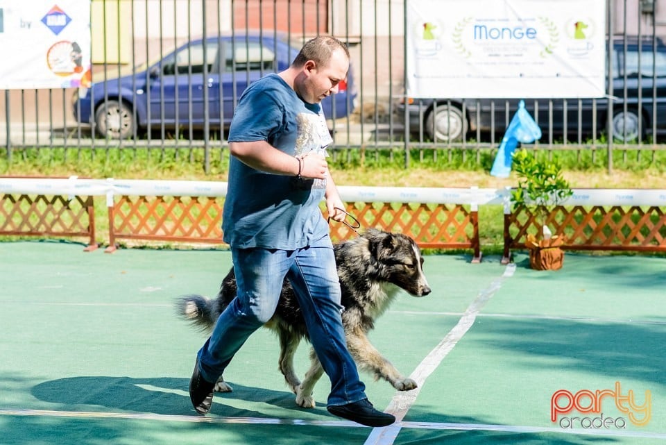 Expoziţie de frumuesţe canină, Oradea