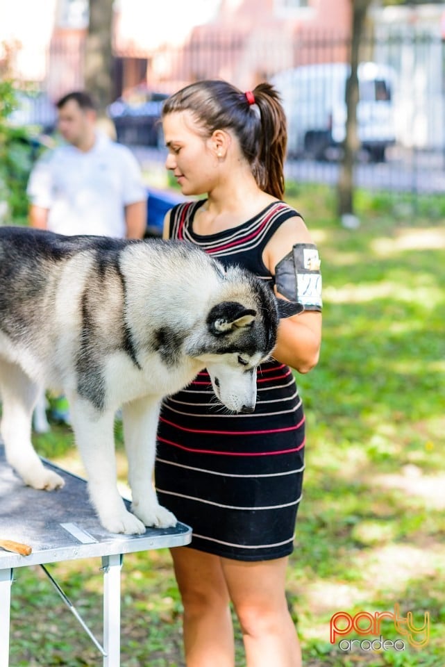 Expoziţie de frumuesţe canină, Oradea