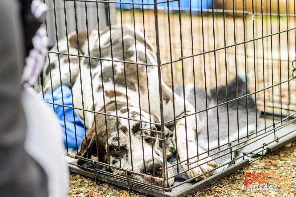 Expoziţie de frumuesţe canină, Oradea