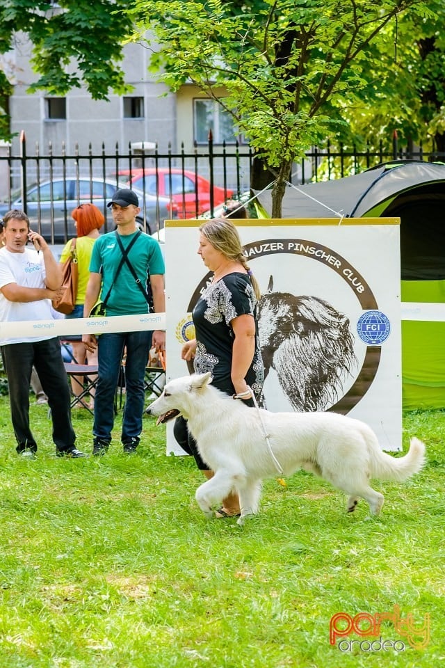 Expoziţie de frumuesţe canină, Oradea