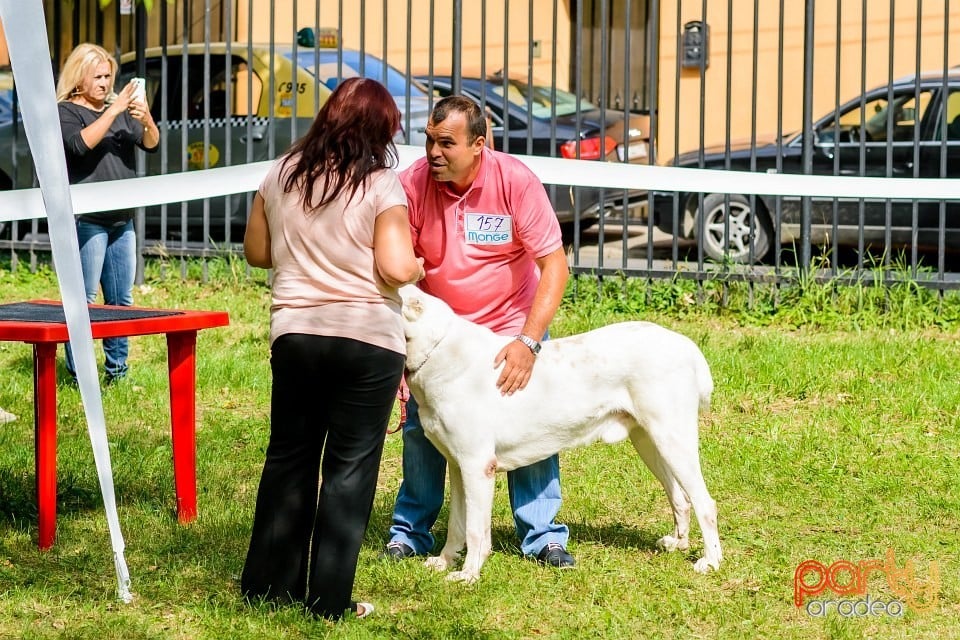 Expoziţie de frumuesţe canină, Oradea