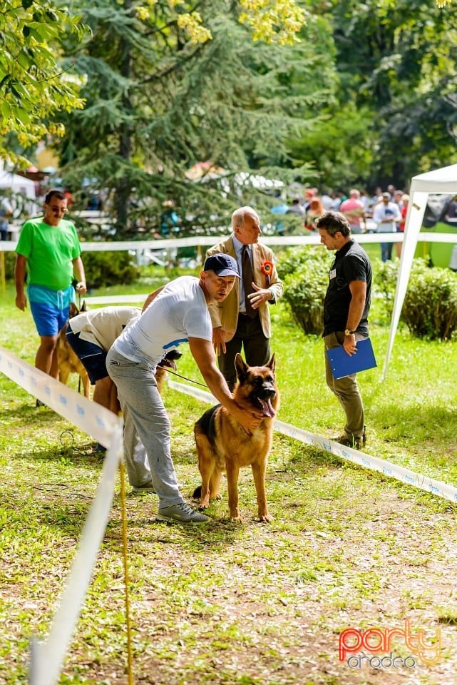 Expoziţie de frumuesţe canină, Oradea